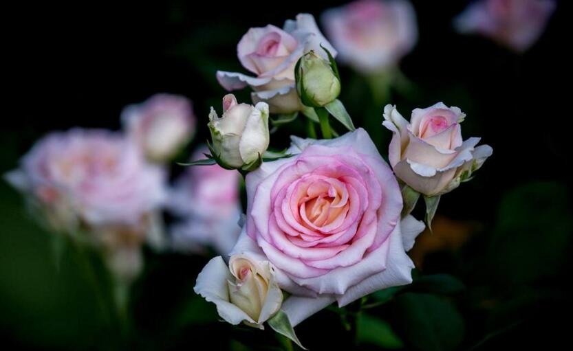 月季葉子發(fā)蔫怎么辦，3種解決方法讓它煥發(fā)生機(jī)