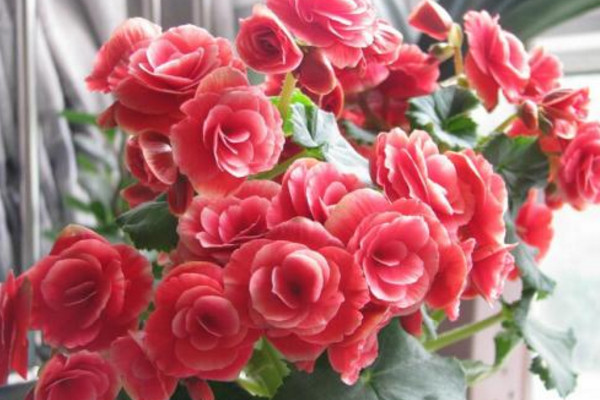 麗格海棠花期多久，在每年冬、春兩季開花