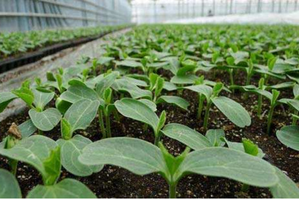 西瓜的種植技術(shù)，可以通過以下4步進(jìn)行