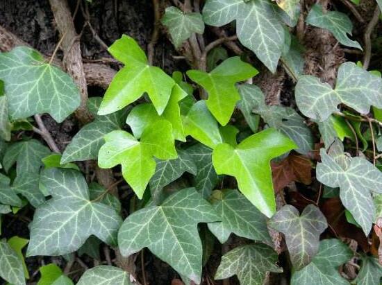 常春藤有哪些品種，常春藤品種圖片大全