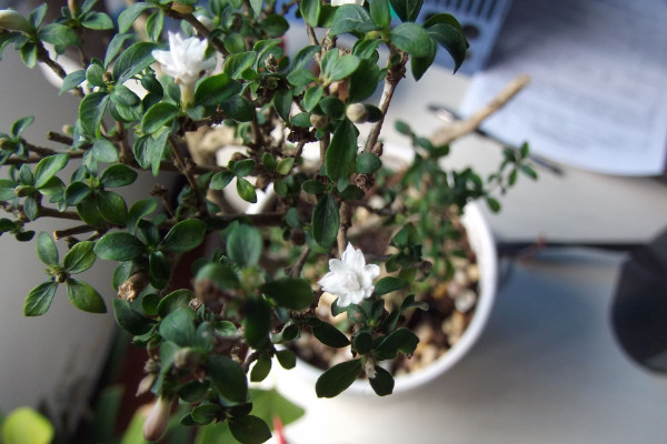 六月雪什么時候換盆，春季3月份很適合換盆