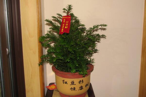 紅豆杉的花語和傳說，花語高傲、傳說凄涼