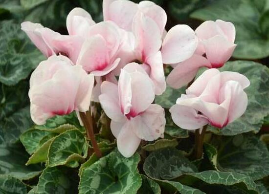 仙客來(lái)種子圖片，仙客來(lái)種子怎么種