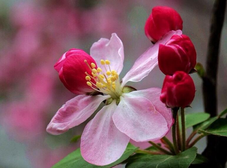 大葉海棠花的養(yǎng)殖方法，要從土壤選擇等4個(gè)方面入手