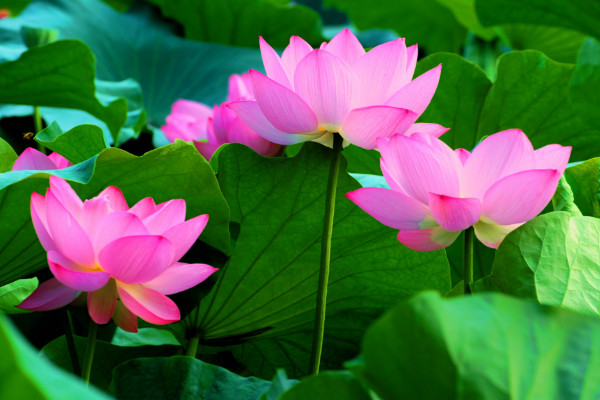 荷花什么時(shí)候開(kāi)，夏季6~9月綻放