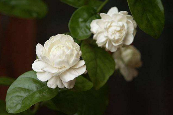 虎頭茉莉有毒嗎，沒有毒性可以方向養(yǎng)護