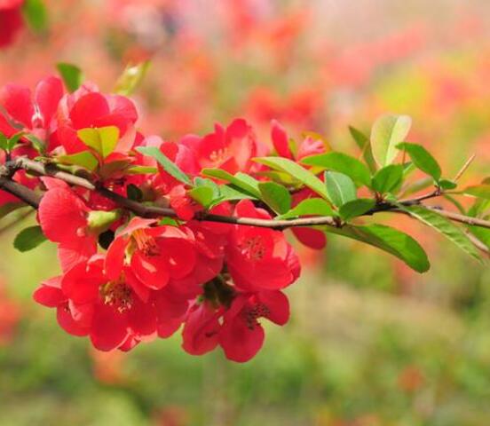 草本海棠花的養(yǎng)殖方法，老農(nóng)總結(jié)出七大最簡單養(yǎng)殖方法