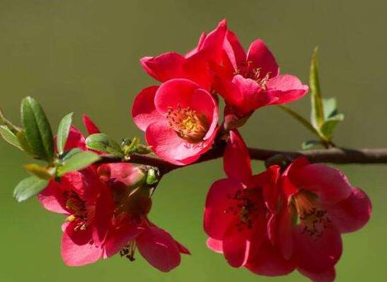 海棠花有毒嗎，海棠花能在室內(nèi)養(yǎng)嗎