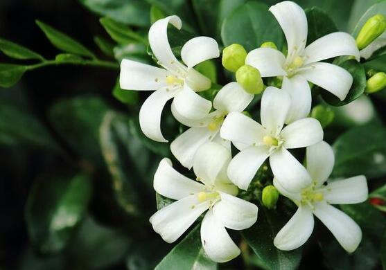 小葉九里香養(yǎng)殖方法，老農(nóng)總結(jié)最有效五個(gè)養(yǎng)護(hù)措施