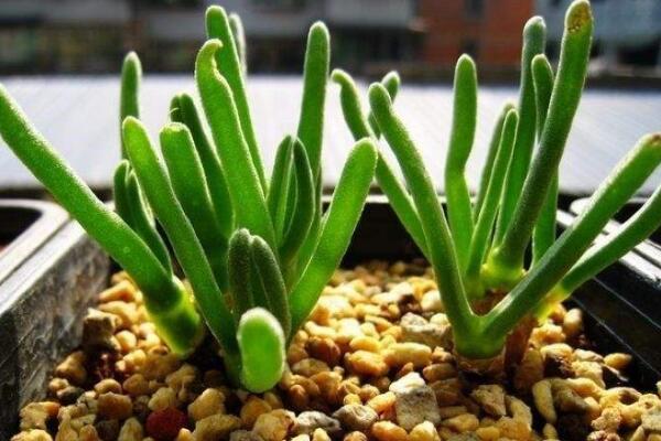 碧光環(huán)怎么養(yǎng)殖，5步教你養(yǎng)好碧光環(huán)