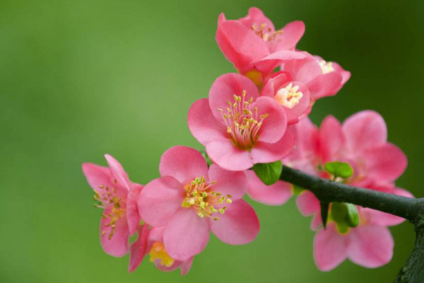 海棠花的養(yǎng)殖方法和注意事項，生長旺期及時追肥