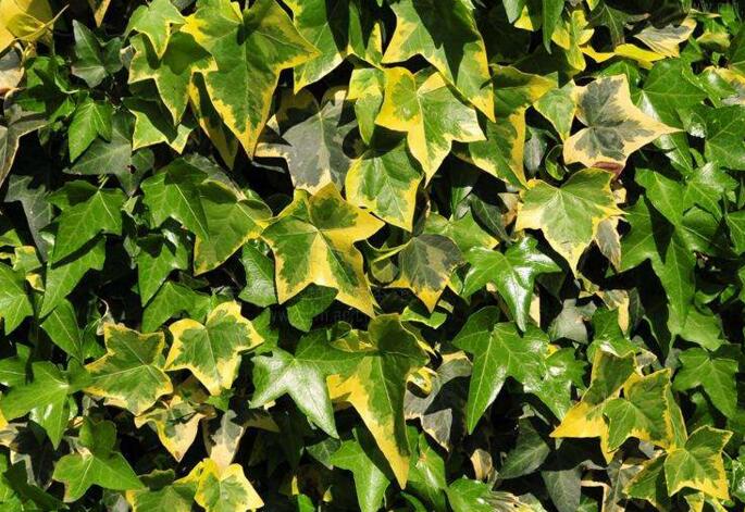 心葉常春藤的養(yǎng)殖方法，環(huán)境濕度很重要