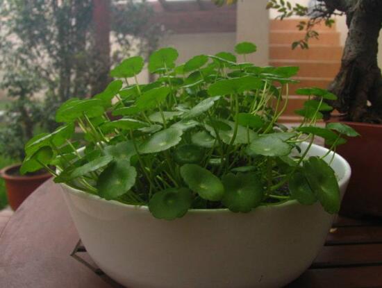 銅錢草怎么養(yǎng)比較茂盛，銅錢草的養(yǎng)殖方法