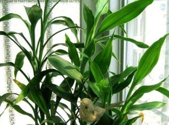 如何修剪富貴竹，教你最全面三種修剪方法(枝葉/葉芽/根系)