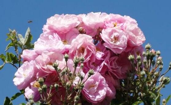 薔薇花種子怎么種，盤點薔薇花種子種法