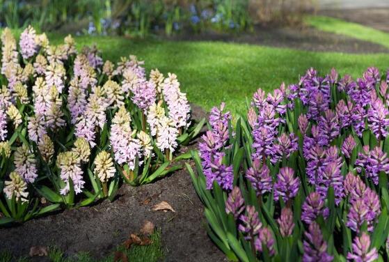 風(fēng)信子花語是什么，代表著只要點燃生命之火，便可同享豐盛人生