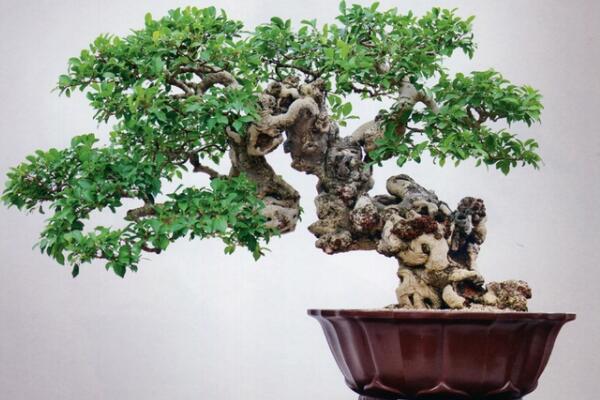 榕樹(shù)盆景的四季養(yǎng)護(hù)技巧，夏冬兩季的養(yǎng)護(hù)最為關(guān)鍵