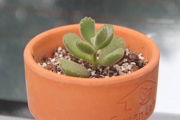 多肉熊童子的種植過(guò)程，熊童子種植詳細(xì)步驟介紹