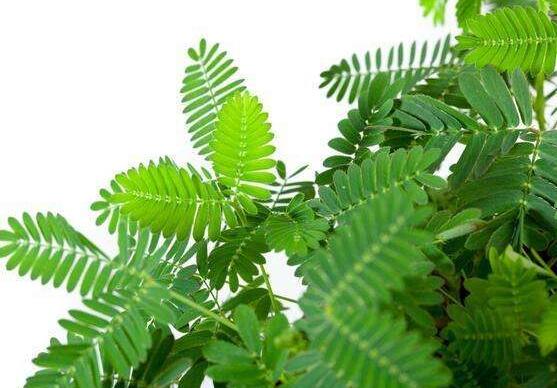 含羞草有毒嗎可以碰嗎，毒性比較輕微/盡量別長(zhǎng)時(shí)間接觸