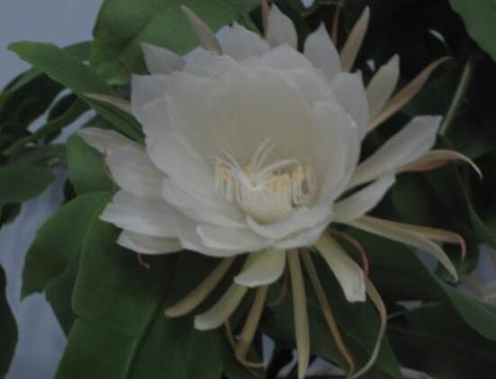 曇花怎么施肥，腐熟的有機肥為主/陰天施肥最佳