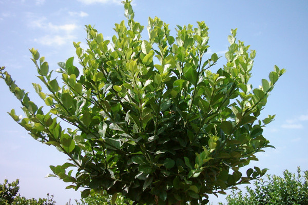 冬青樹(shù)和黃楊區(qū)別