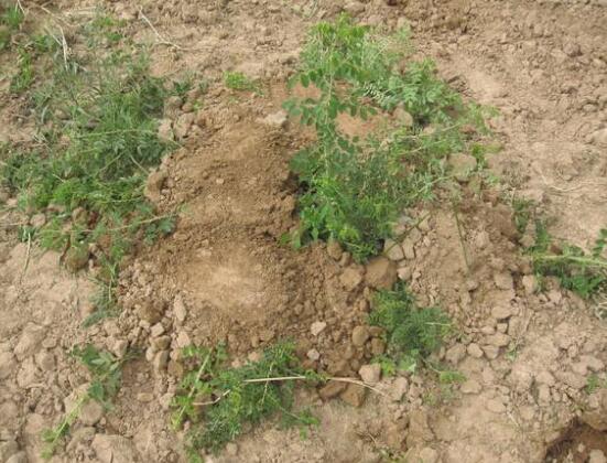 梔子花怎么繁殖，梔子花五大繁殖方法