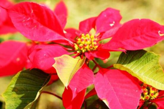 一品紅花有毒嗎，盤(pán)點(diǎn)兩種學(xué)說(shuō)爭(zhēng)議(有毒與無(wú)毒)