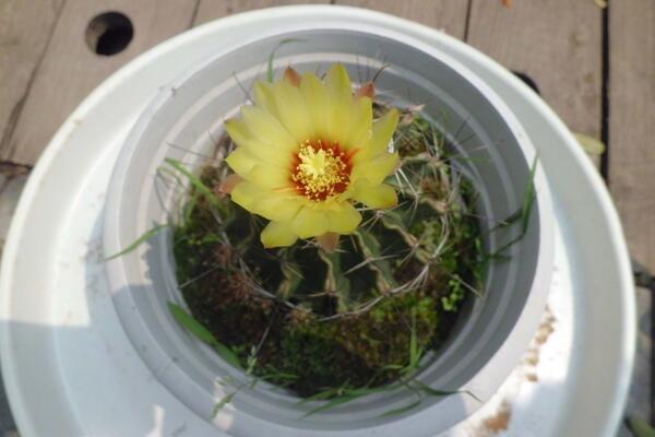 如何養(yǎng)好仙人球，做好以下5點(diǎn)最為關(guān)鍵