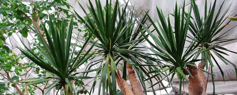 鐵血樹和龍血樹的區(qū)別