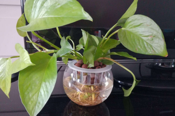 綠蘿剪枝水培方法，剪下10厘米帶有氣生根的枝條插水