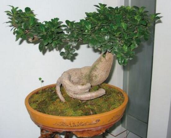 榕樹盆景怎么翻盆，榕樹換盆注意事項