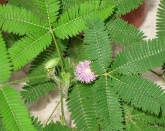 含羞草怎么養(yǎng)護(hù)，老農(nóng)總結(jié)五點(diǎn)最實(shí)用方法