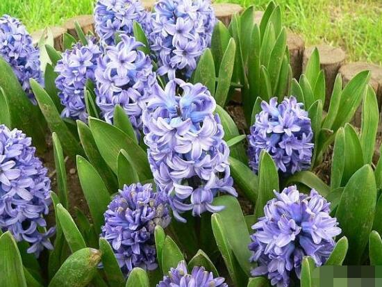 水色風(fēng)信子的養(yǎng)殖方法，老農(nóng)教你八大基本養(yǎng)殖方法