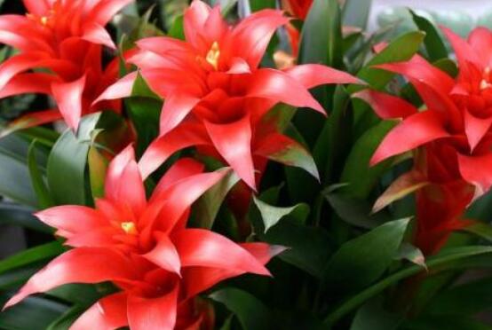 鴻運當頭開花時間，從冬季盛放到春季(半年)