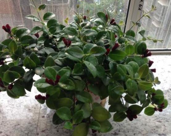 口紅吊蘭怎么繁殖，老農(nóng)教你六個(gè)簡(jiǎn)單步驟盆盆爆滿