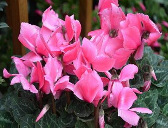 仙客來怎么澆水，仙客來多久澆一次水/三天澆次水