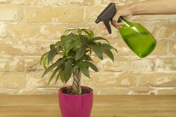 發(fā)財(cái)樹水澆多了怎么辦，適當(dāng)松土并加強(qiáng)通風(fēng)