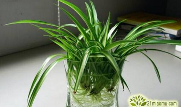 金邊吊蘭水培方法，三個步驟輕松教你水培出茂盛的吊蘭