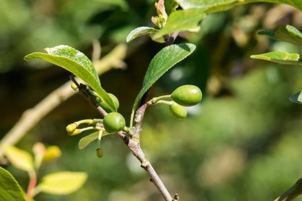 李子樹怎么剪枝，除了冬春兩季還可在夏季修剪