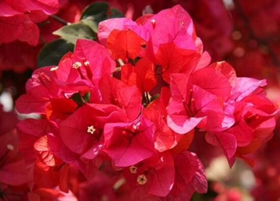 三角梅是哪個市的市花，三角梅花語是什么