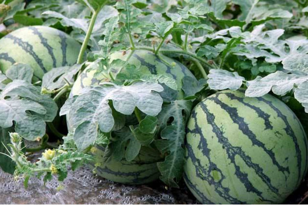 西瓜的種植技術(shù)，可以通過以下4步進(jìn)行