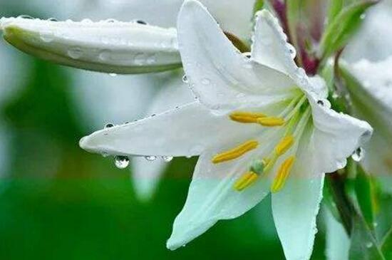 百合花多久澆次水，盆栽百合花怎么澆水/三天澆次水