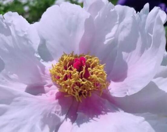 牡丹花可以水培嗎，牡丹花水培方法