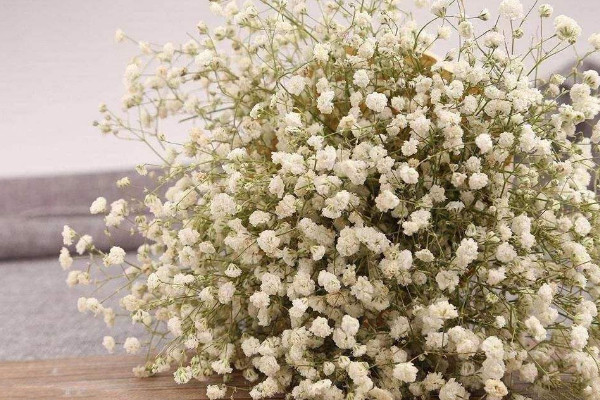 白色滿天星花語是什么，純潔清新/愛情的配角