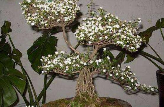 六月雪爛根怎么辦，六月雪爛根解決辦法