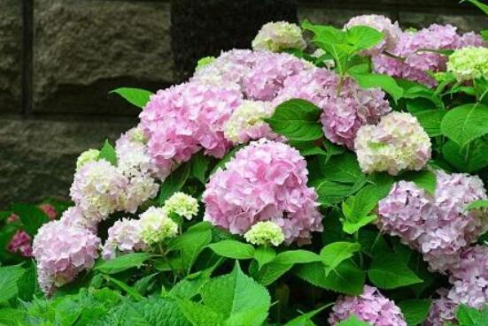 繡球花葉子蔫了耷拉了，教你三個解決辦法長得綠意映然