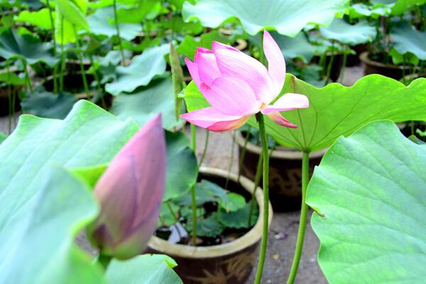 荷花葉子發(fā)黃怎么辦，及時修剪并做好消毒處理