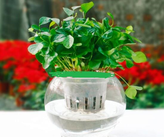 九里香的養(yǎng)殖方法水培，教你四個步驟水培爆盆