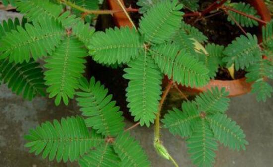 含羞草會(huì)開花嗎，含羞草什么時(shí)候開花