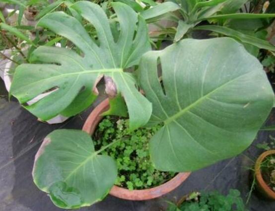 龜背竹用高盆還是矮盆，建議以高盆養(yǎng)殖最佳(紫砂盆)